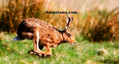 Brown Hare hewan cepat