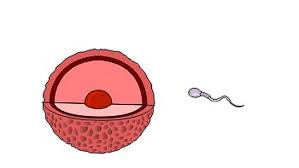 Células reproductoras
