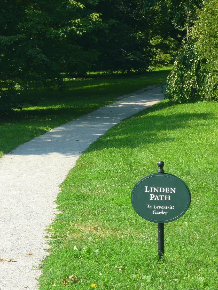 Trailing Ahead The Linden Path in the Arnold Arboretum