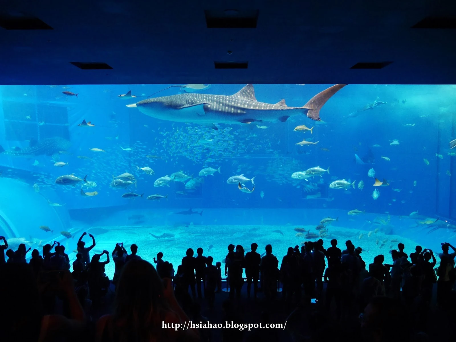 沖繩-美麗海水族館-自由行-旅遊-景點-Okinawa-hip-hop-bus