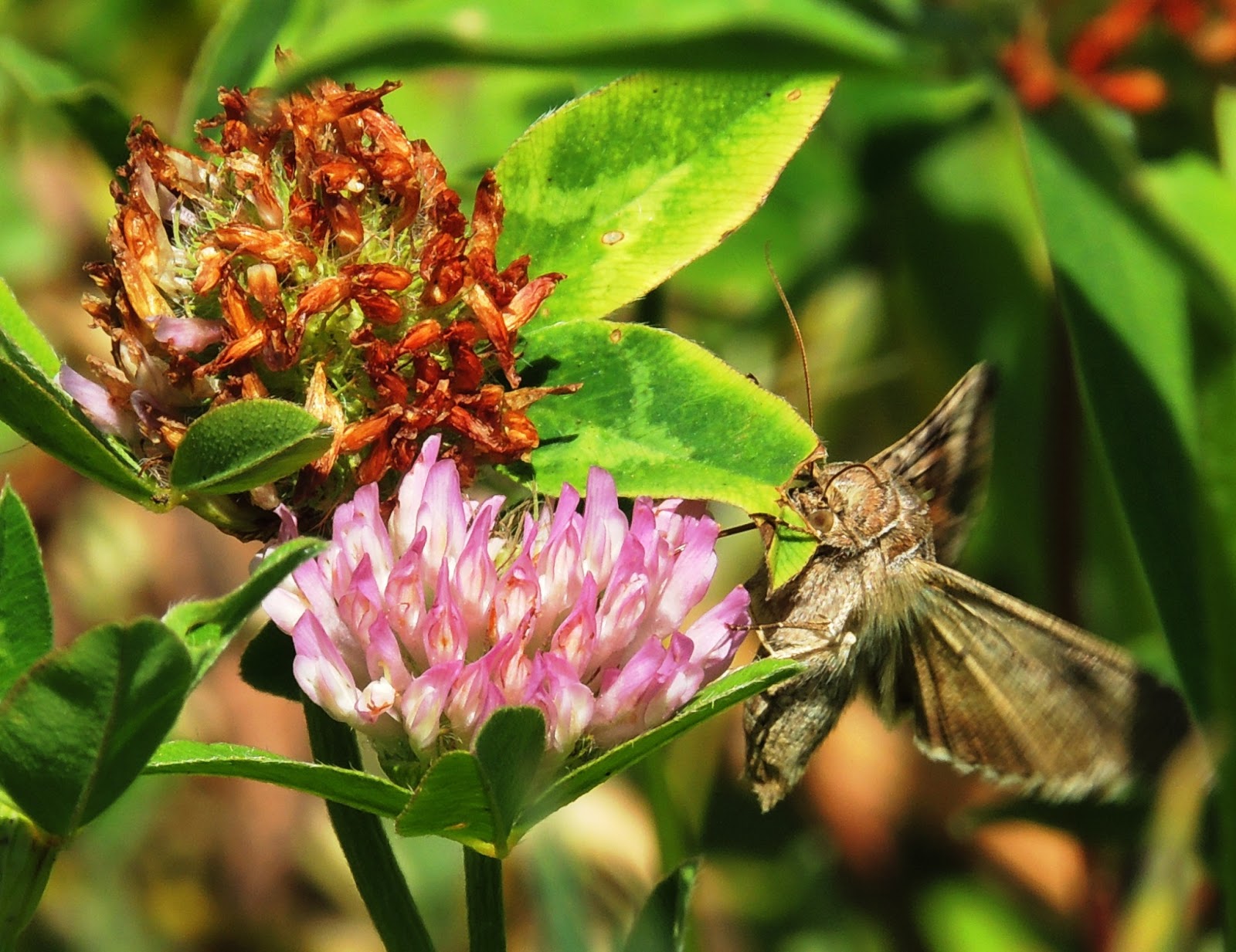 La mariposa libando néctar