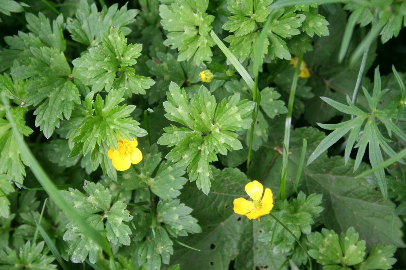 Filnore Woods Blog Buttercups