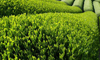 Where Does Green Tea Come From