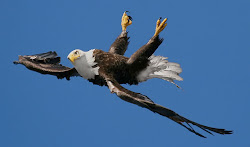 bird prey moment eagle eagles amazing flying bald nose fish dive does air mid loop down upside sometimes spots fly