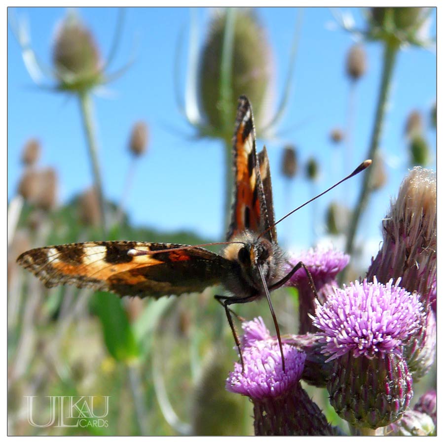 Https Www Wildwechsel De Kurz Kurzer 2016 08 26t10 43 37z