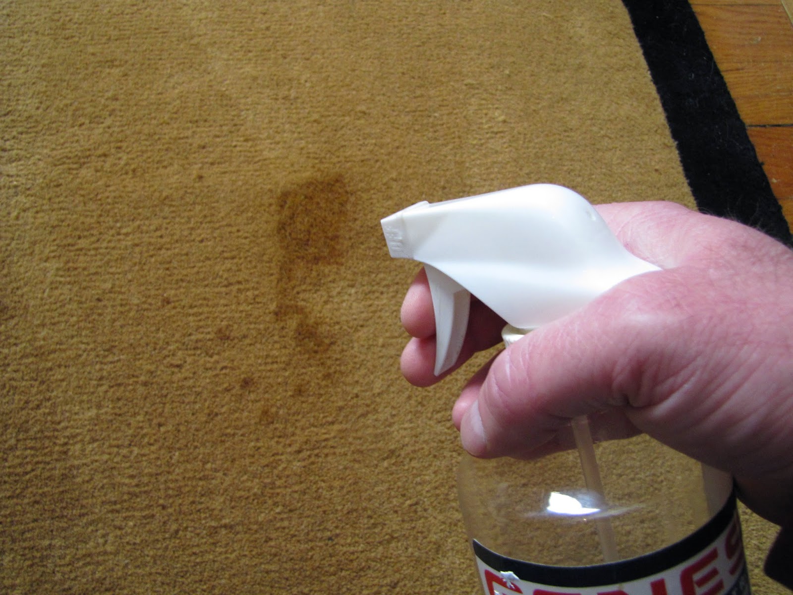 Best Carpet Cleaner And Stain Remover How To Remove Cat Puke Stains