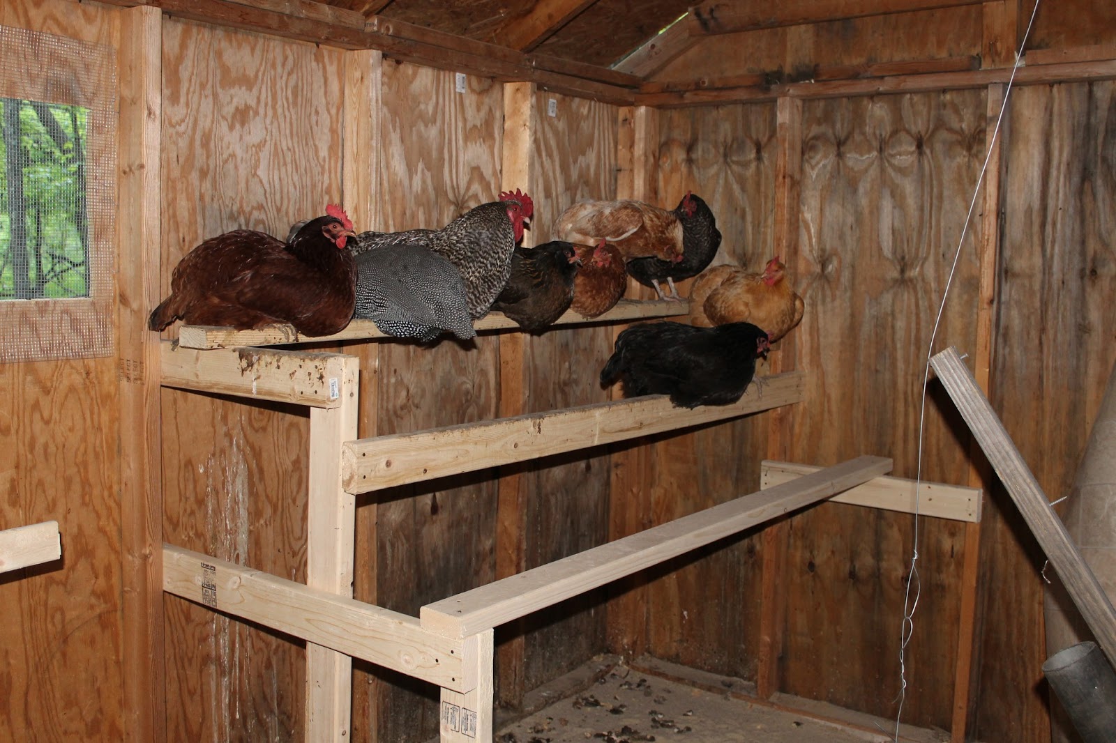 How To Clean Eggs From The Hen House at Carol McNeil blog
