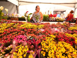Maceió sedia Festival das Flores de Holambra a partir desta quinta (24)