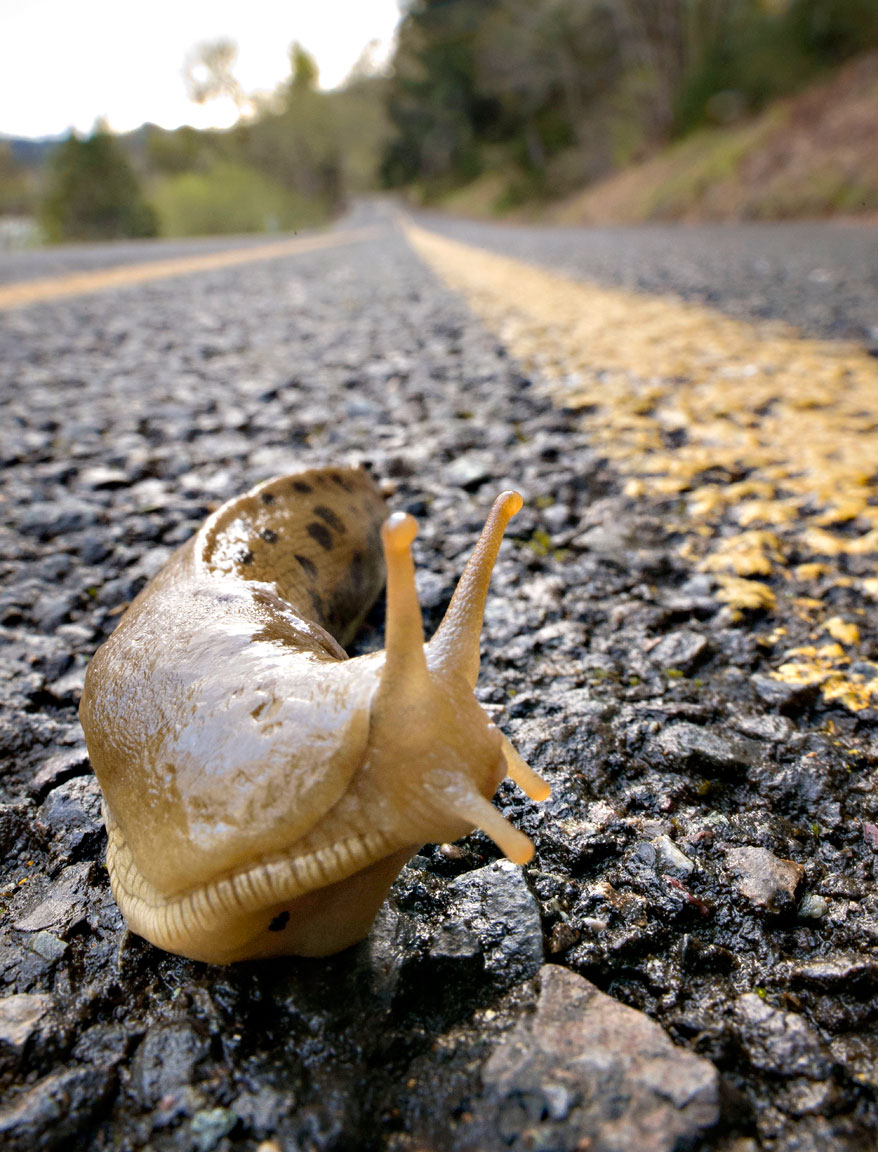 Robin Loznak Photography: Pacific banana slug