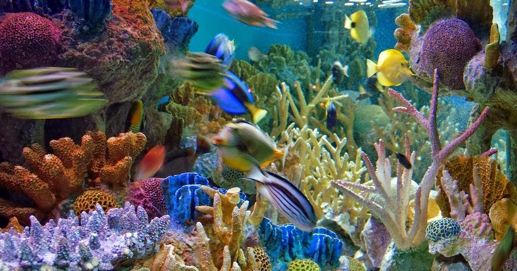 Terbaru 39+ Gambar Pemandangan Di Bawah Laut