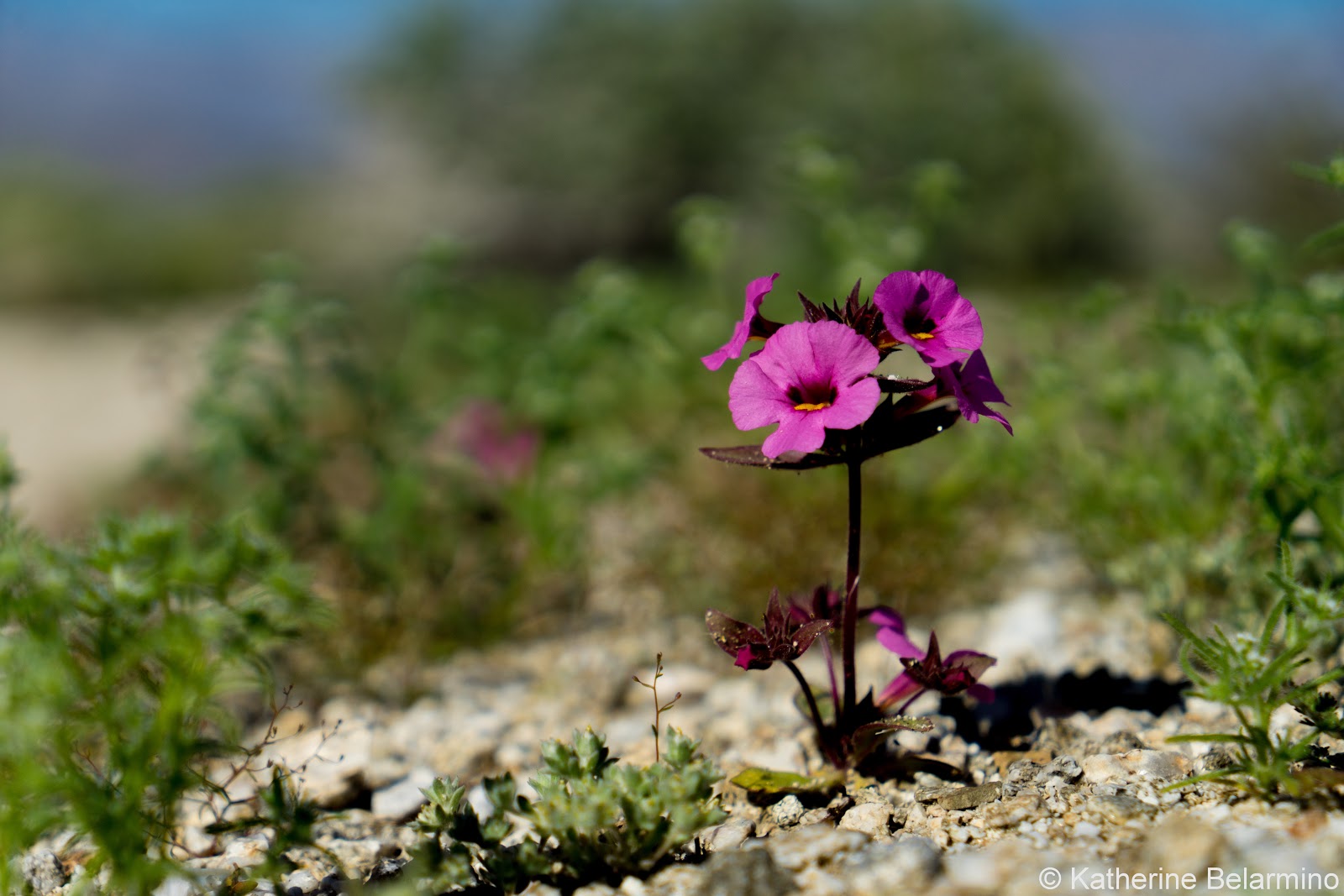 Cynthia S Hi Desert Blog King Clone