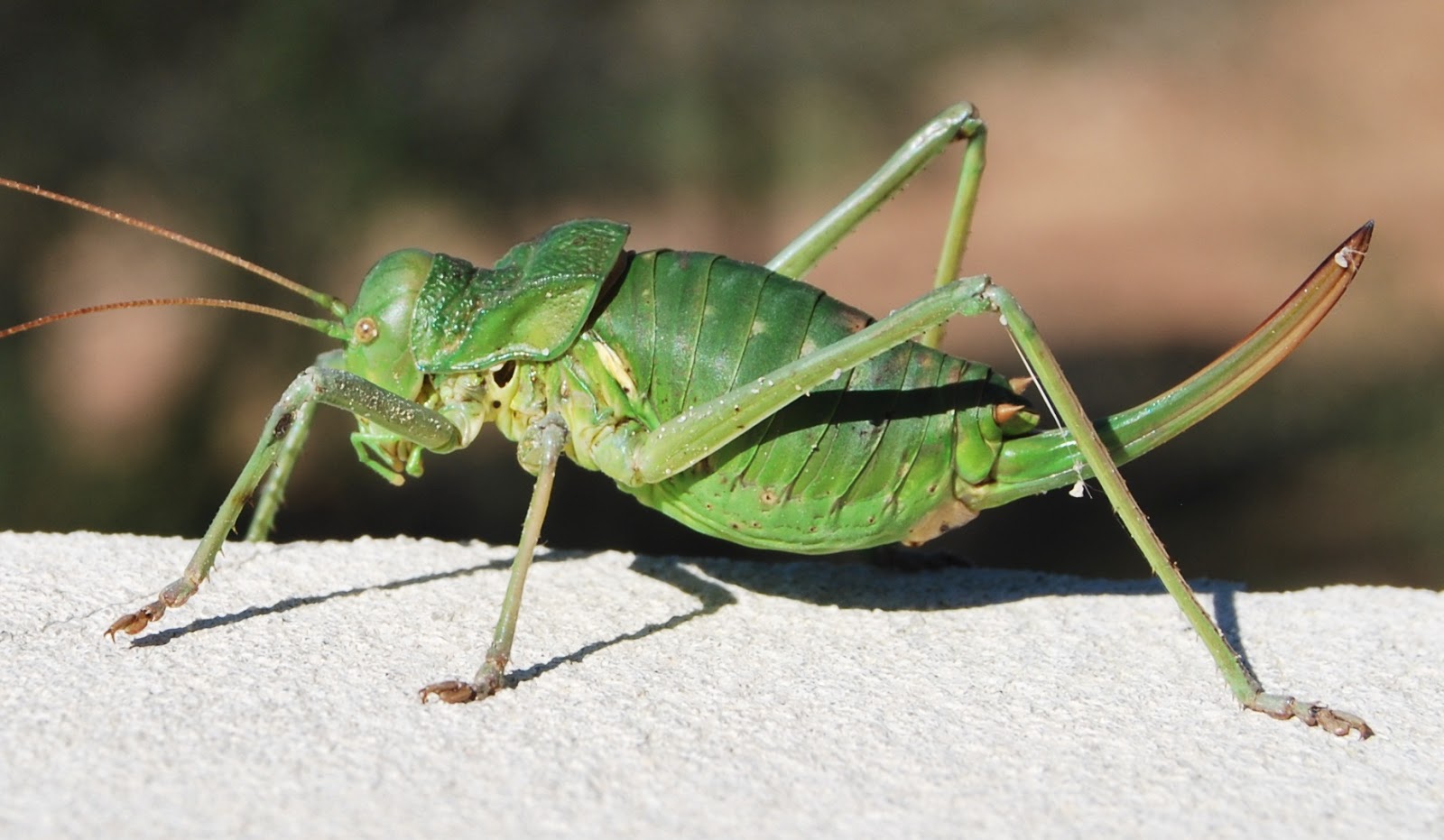 Das wahre Leben - So´n büschen bekloppt ist ja ok.: Ein Oktobermohntach.