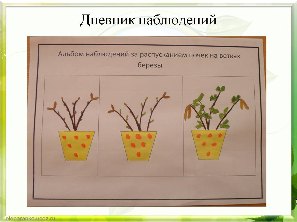 Образец дневник наблюдений за растениями