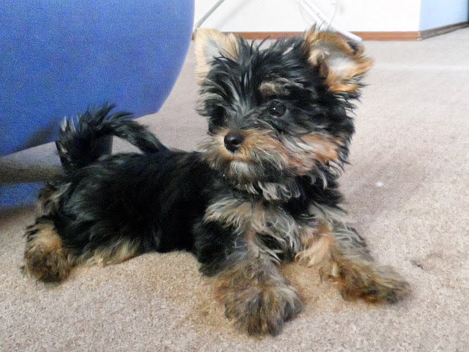 Yorkshire Terrier, male