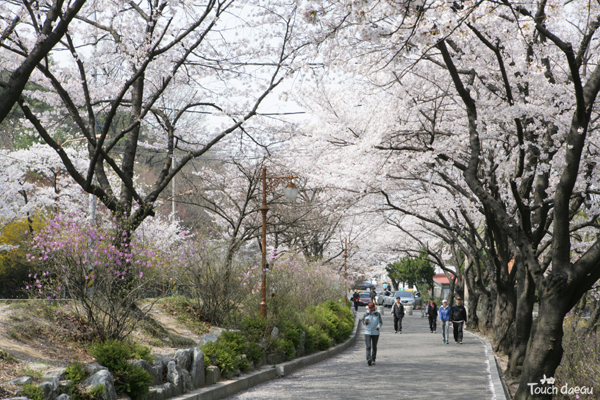Touch Daegu: 15 DAEGU SPRING BUCKET LIST | Korea 2018