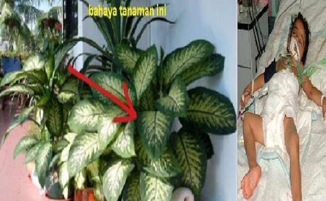AYAH, BUNDA ,,Awasss Tanaman Ini Bisa MemBunuh Anak Anda dalam Satu