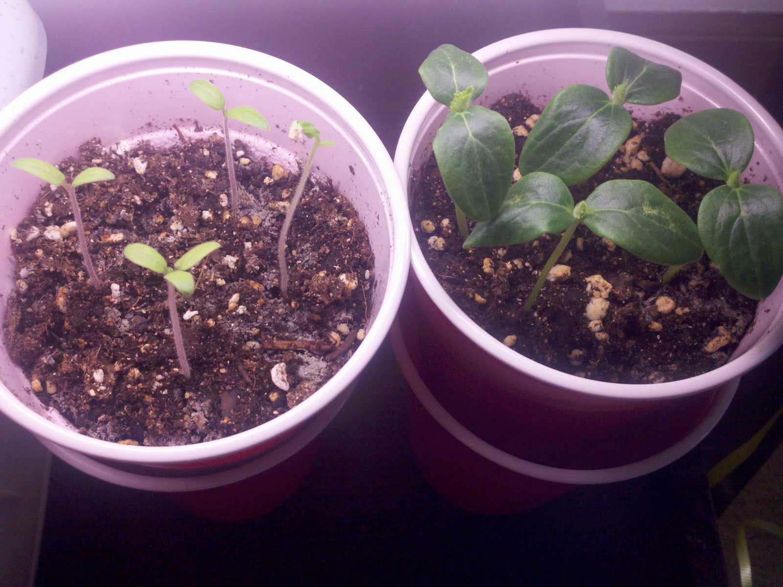 Urban Farmer: Cucumber, Sumter (05/10/2011 - Present)