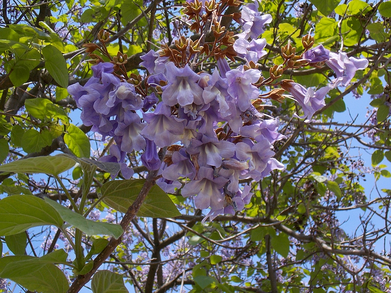 DSCN6995.jpg