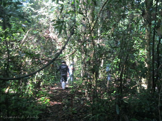 Forest of Phukhieo Wildlife Sanctuary