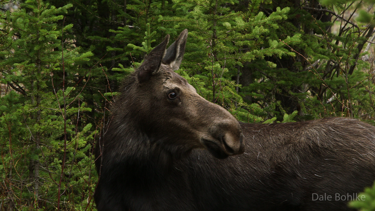 Minnesota Nature & More Moose Portrait