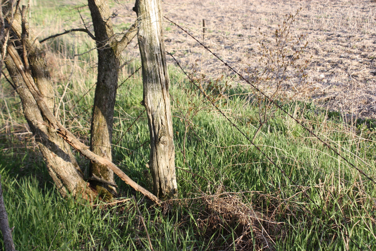 Anja's Photo Journal Remove Barbed Wire