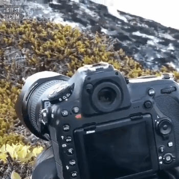 호기심많은 북극여우.gif | 인스티즈