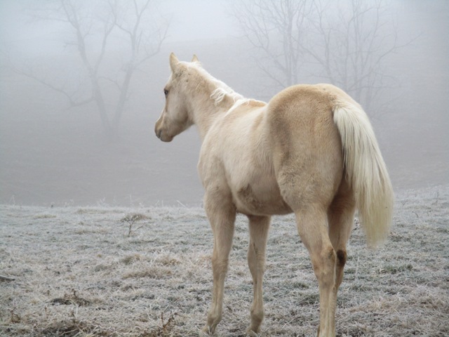 Otoes Golden Asset (Draper)