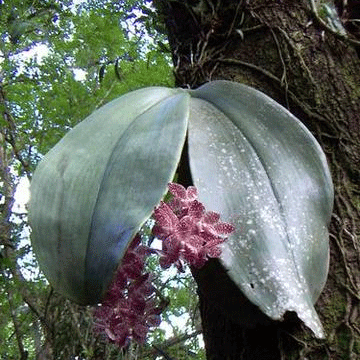 Orquídea orelha de elefante