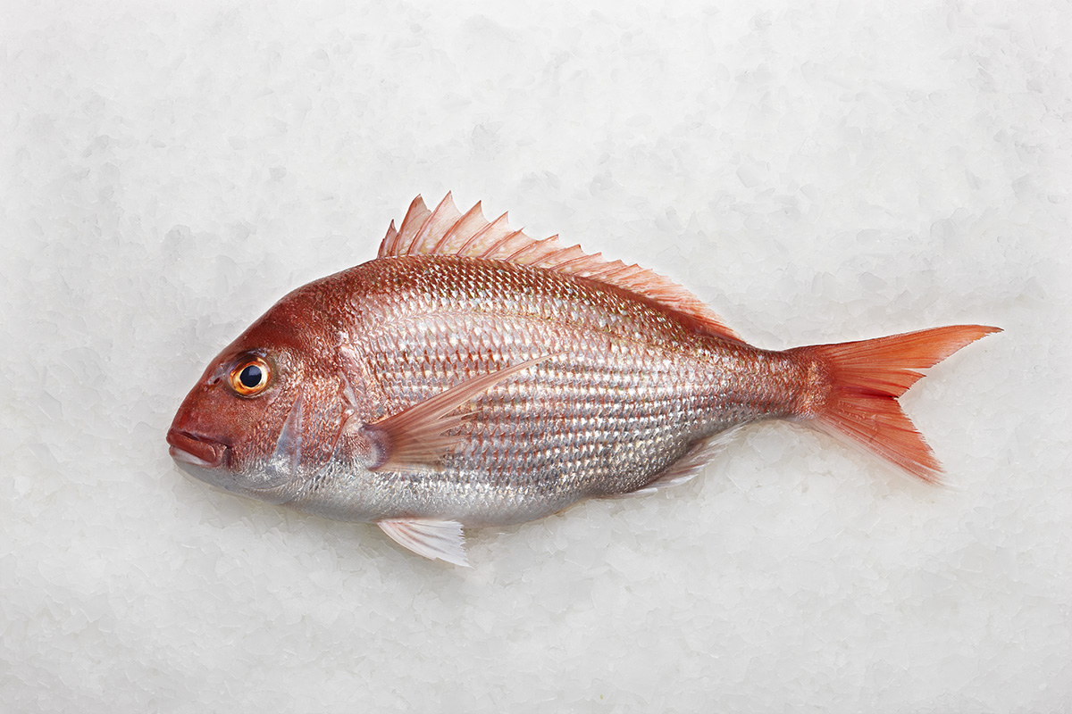 Frozen Red Snapper Indonesia