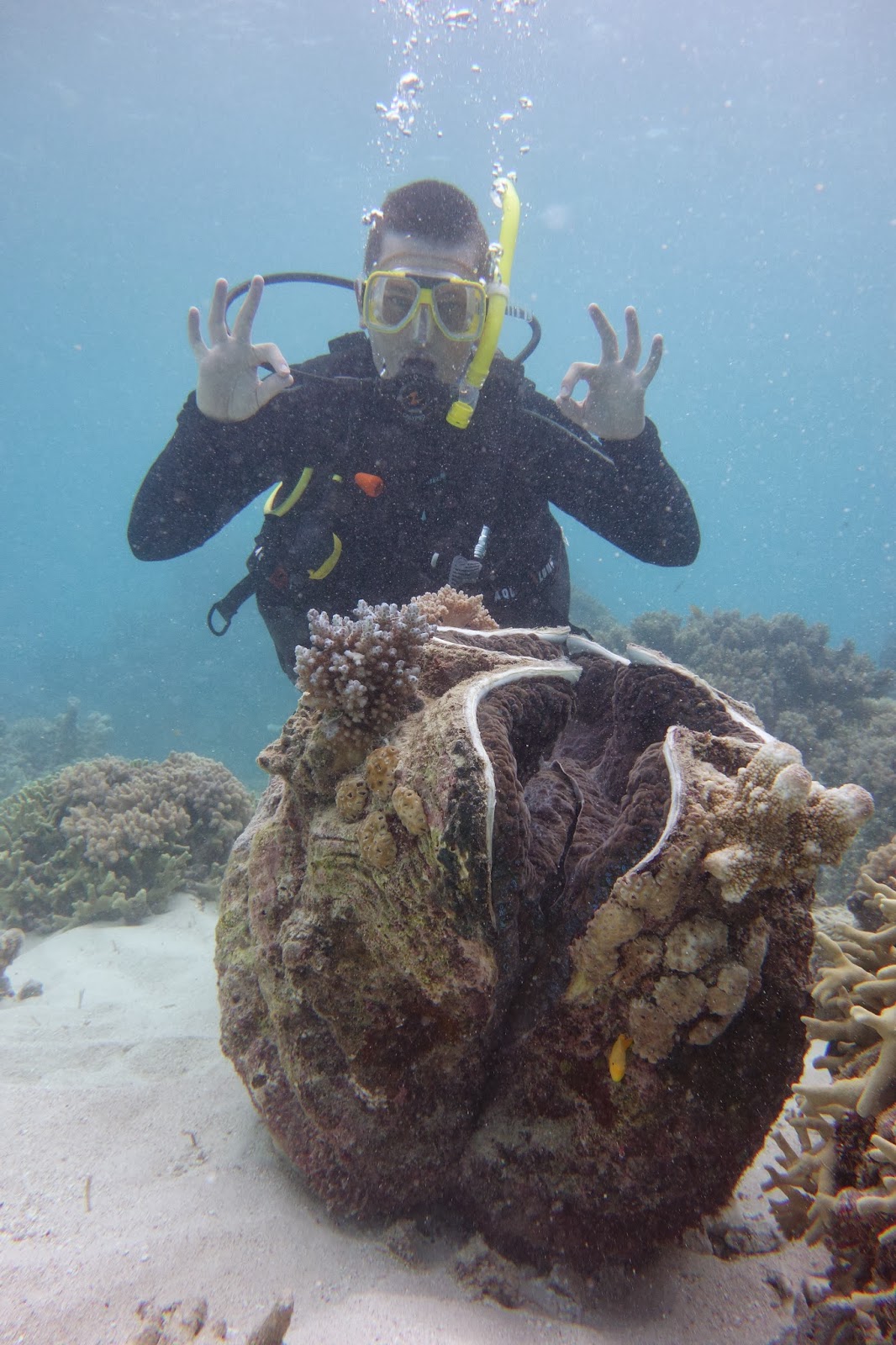 Roving Gnome Travel Blog Octopus Love near Cairns Diving the Great