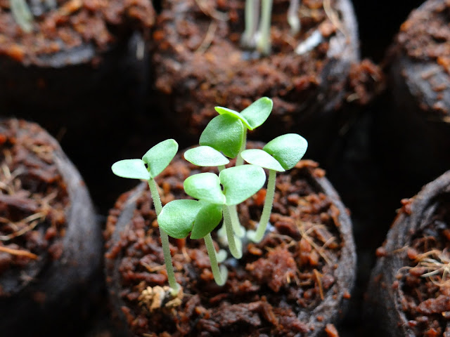 How Seed Savvy Are You?