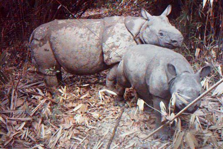 Indonesia builds sanctuary to save world's rarest rhino