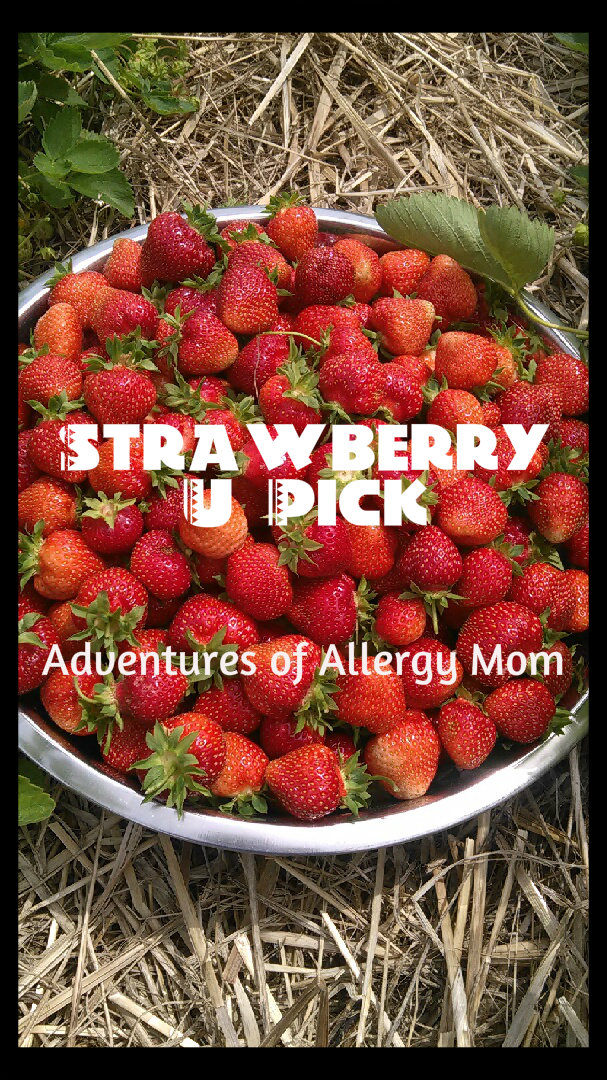 Adventures of Allergy Mom Strawberry UPick Adventures of Allergy Mom Strawberry UPick