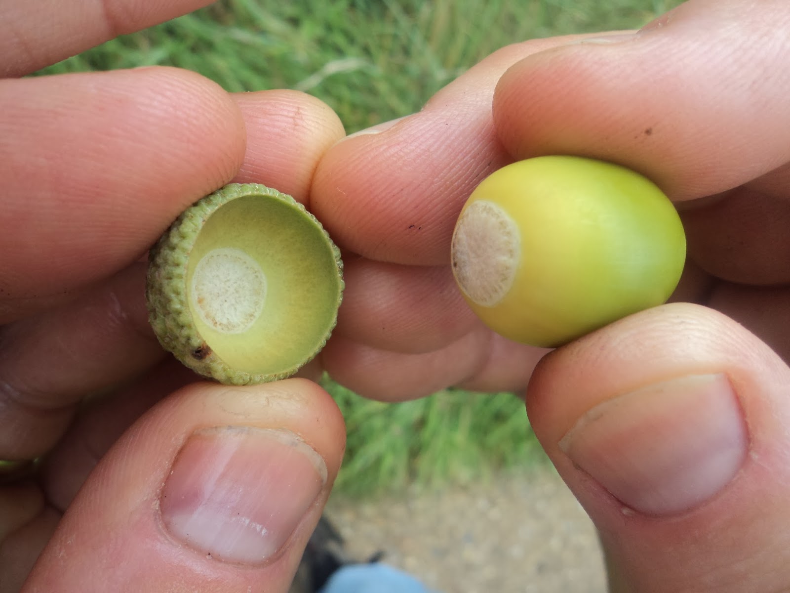 The Outdoor Traditionalist Acorn Cup Whistle (and its Urban Equivalent)