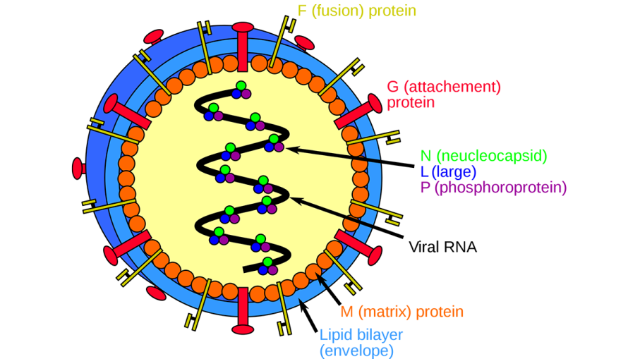 Struktur Virus Hiv  Dan Penjelasannya Berbagi Struktur 