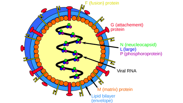 Struktur Sel HIV AIDS