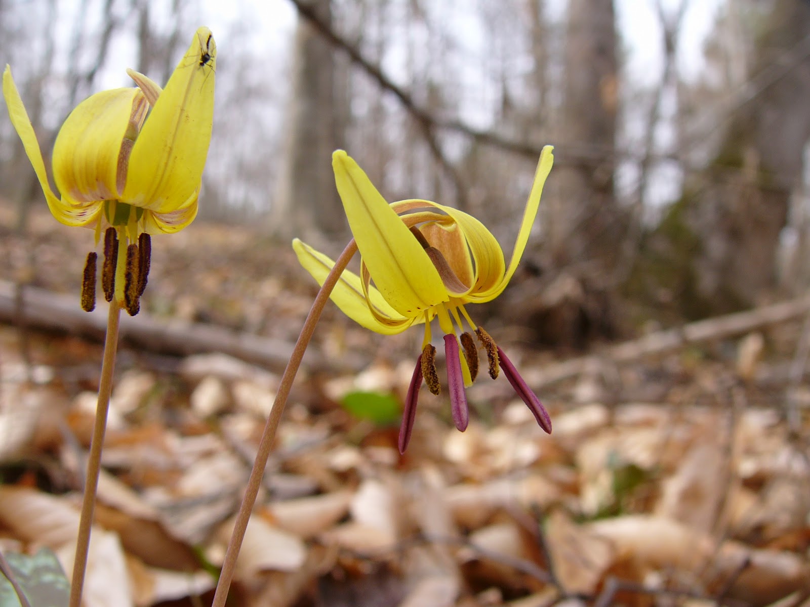 River Rambler Species Spotlight Trout Lily