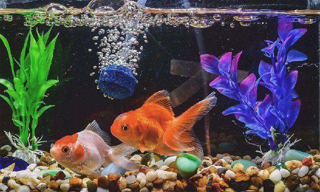 Gambar Ikan dalam Aquarium