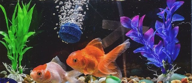 Gambar Ikan dalam Aquarium yang Cantik dan Terindah