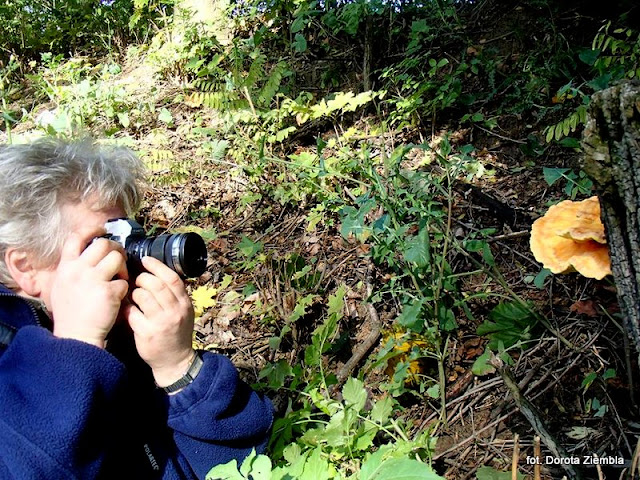 pyza fotografuje grzyby, grzyby gatunkami, zdjęcia grzybow, olympus, grzybobranie, ponidzie 