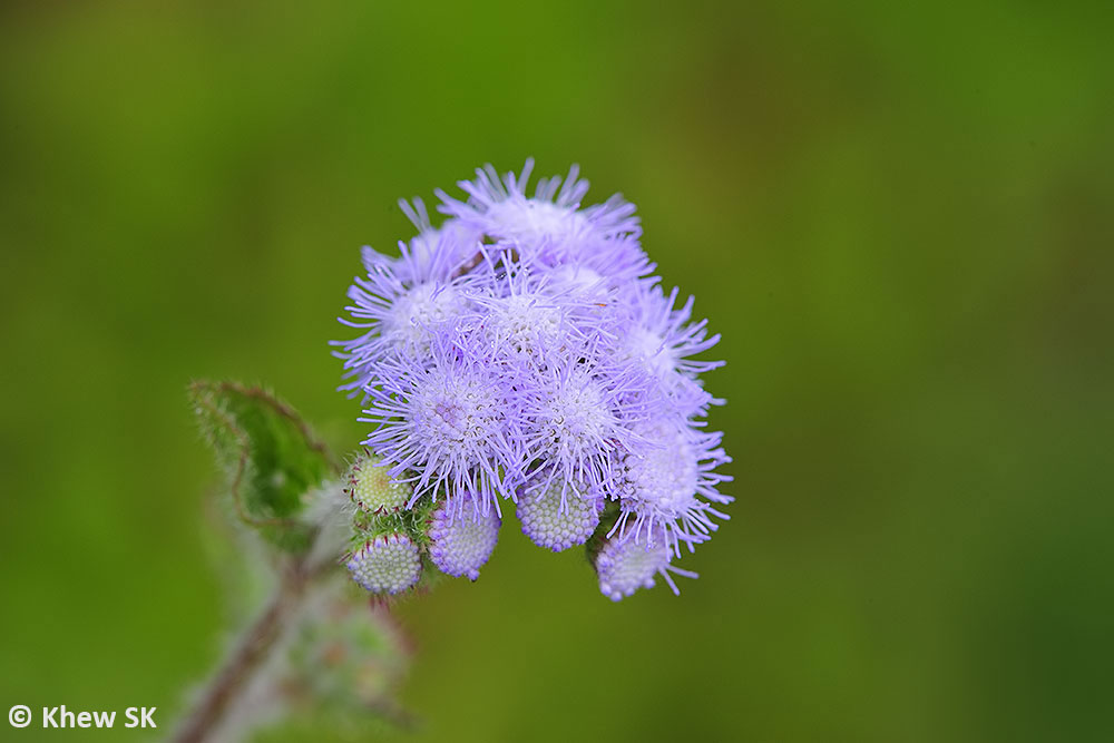 Purple Flowers Archives Ramblings From A Desert Garden