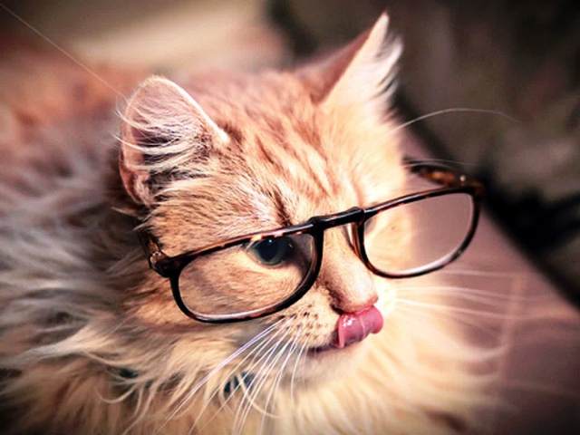 14 Gambar Kucing Pakai Kacamata Lucu Banget