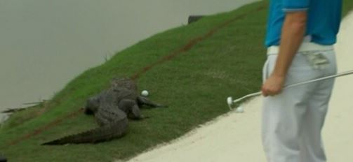 Video John Peterson Wallops Alligator Up The Ass GolfCentralDaily