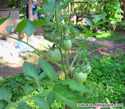tomatoes.jpg