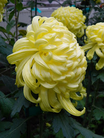 Pale yellow incurve mums at 2016 Allan Gardens Conservatory  Fall Chrysanthemum Show by garden muses-not another Toronto gardening blog