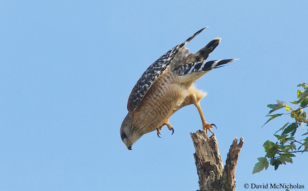 Pa Raptor Identification Raptor Identification and Photography: January 2014