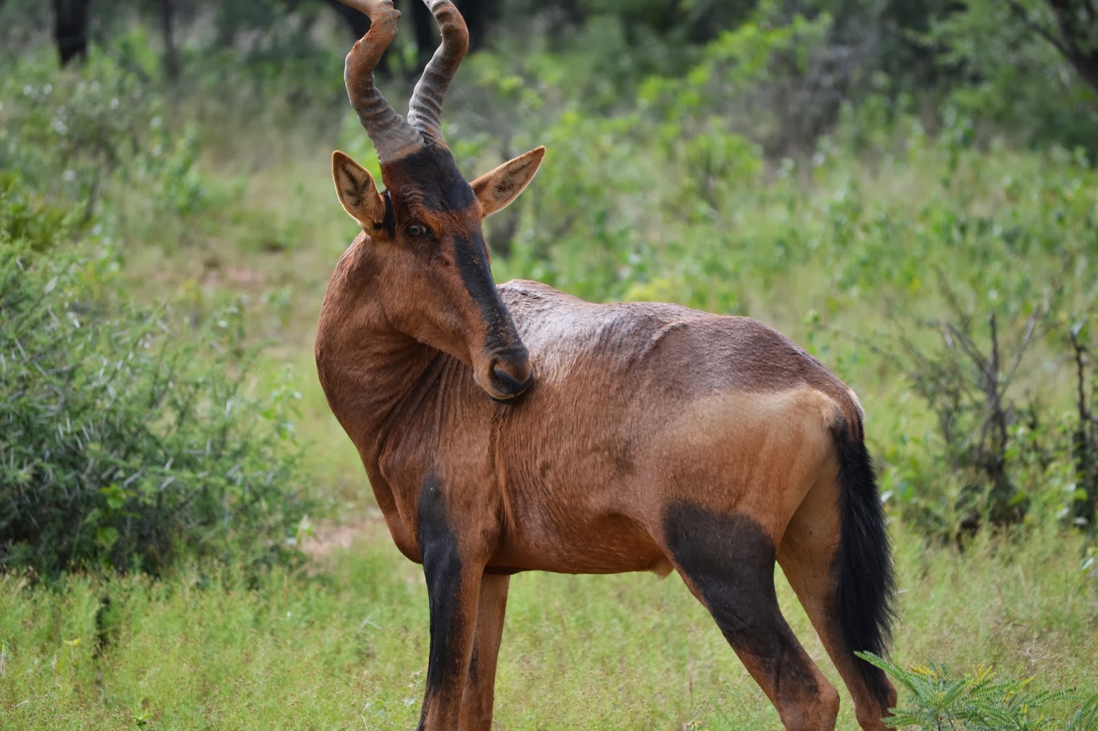 Red hartebeest scratching his nose