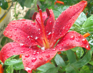 Resultado de imagem para flor coroa de rei