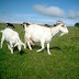 Beautiful Animal Goat Wallpapers HD