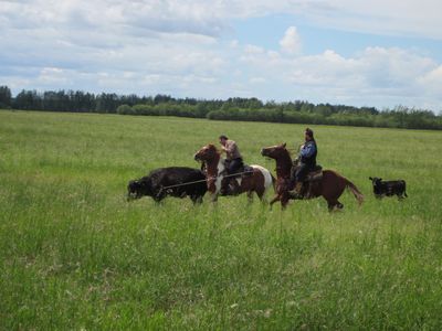 Predator Friendly Ranching : Ranch roping and pasture doctoring